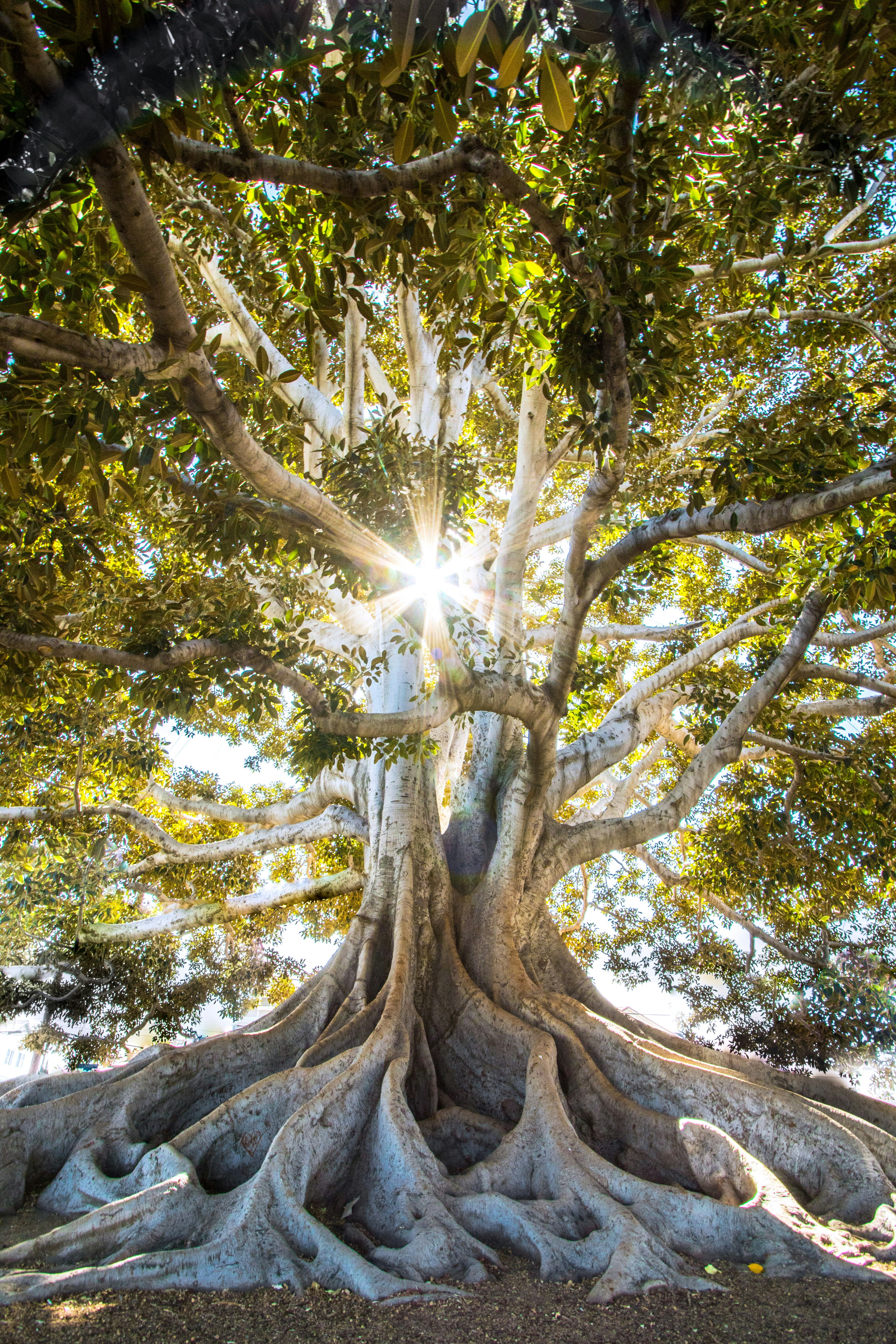 Cottage core tree inspiration